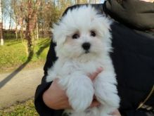 Pure White Maltese Ready for New Home Image eClassifieds4U