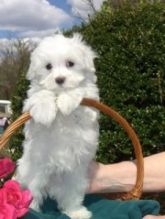 Pure White Maltese Ready for New Home Image eClassifieds4U
