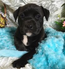 Purebred American Bully Puppies Available Image eClassifieds4U