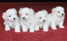 Top Class Maltese Puppies Available Image eClassifieds4u 1