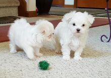 Two Teacup Maltese Puppies Needs a New Family Image eClassifieds4U