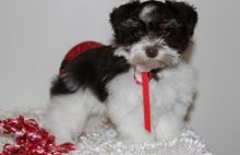 Wonderful Precious Mini Schnauzer Puppies Image eClassifieds4U