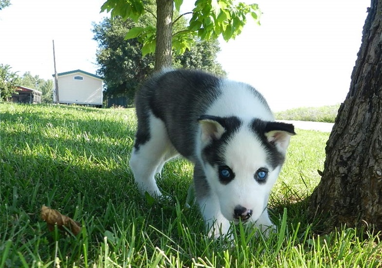 Out Standing Siberian Husky Puppies Available Image eClassifieds4u