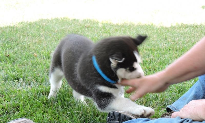 Sweet Siberian Husky Puppies (443) 488-5699 Image eClassifieds4u