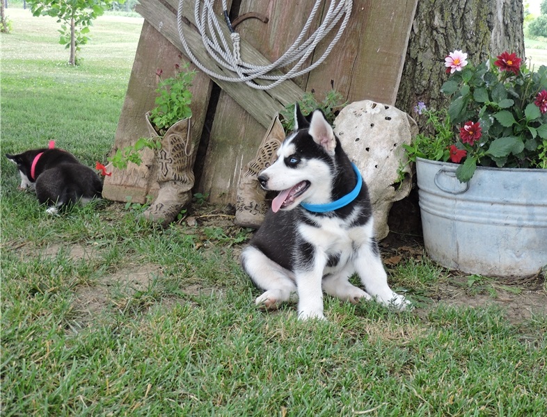 Sweet Siberian Husky Puppies (443) 488-5699 Image eClassifieds4u