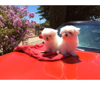 Top Class Maltese Puppies Available Image eClassifieds4u