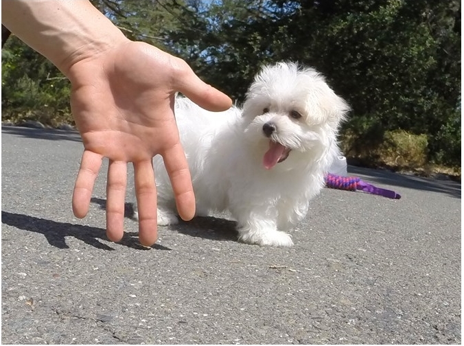 Two Teacup Maltese Puppies Needs a New Family Image eClassifieds4u