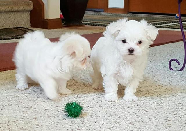 Two Teacup Maltese Puppies Needs a New Family Image eClassifieds4u