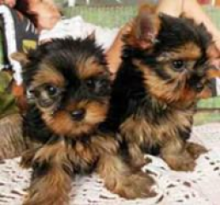 Miniature Yorkshire Terriers For Sale