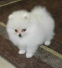 Adorable Pomeranian puppies male and female for Re homing