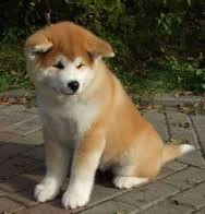 Akita Inu puppies for adoption