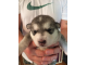 Alaskan Malamute Puppies for adoption