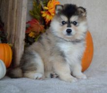 Beautiful Pomsky Puppies