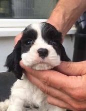 Beautiful Springer Spaniel