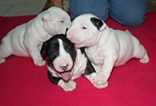 Blue Staffordshire Bull Terrer Stud