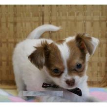 c.h.i.h.u.a.h.u.a.p.u.p.p.y.f.o.r.s.a.l.e.