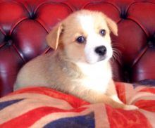 Male/Female Pembroke Welsh Corgi puppies for Re-homing