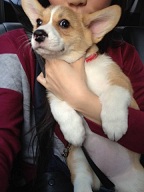 Male/Female Pembroke Welsh Corgi puppies for Re-homing