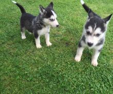 Healthy Male/Female Siberian Husky puppies looking for a good home