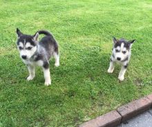 Healthy Male/Female Siberian Husky puppies looking for a good home