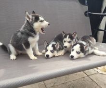 Healthy Male/Female Siberian Husky puppies looking for a good home