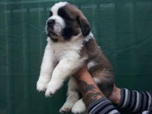 Gentle Giant St Bernard Puppies call 5043082268