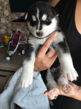 Good looking Pomsky Puppies ready for new home