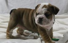 Gorgeous English Bulldog puppies available