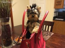 Home raised yorkie puppies for rehoming