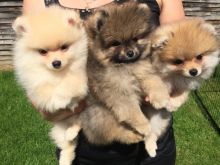 Potty trained Pomeranian puppies ready for adoption.