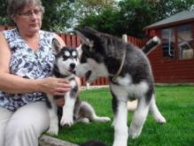 pure bred Siberian husky puppies