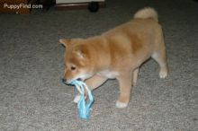 Shiba inu puppies