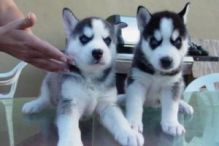 Siberian Husky Puppies Available For A New Home