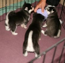 Siberian Husky Puppies Available For A New Home