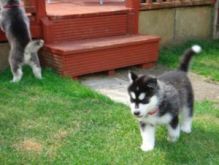 Siberian Husky Puppies Available For A New Home