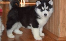 Siberian Husky Puppies Available For A New Home