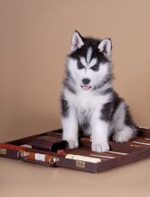 Sweet Siberian Husky Puppies -