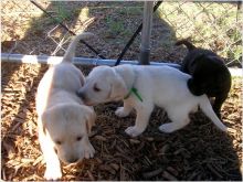 Two Adorable Golden Retrievers for Adoption