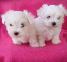 Two Teacup Maltese Puppies Needs a New Family