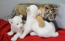 well trained 12 weeks old Babies Cheetah and White Tiger Cubs For Sale