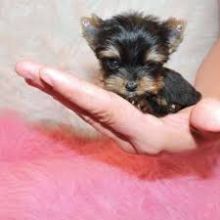 Yorkshire terrier puppies for free adoption male and female ready for a new home