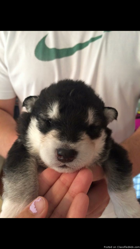 Alaskan Malamute Puppies for adoption Image eClassifieds4u