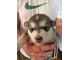 Alaskan Malamute Puppies for adoption Image eClassifieds4u