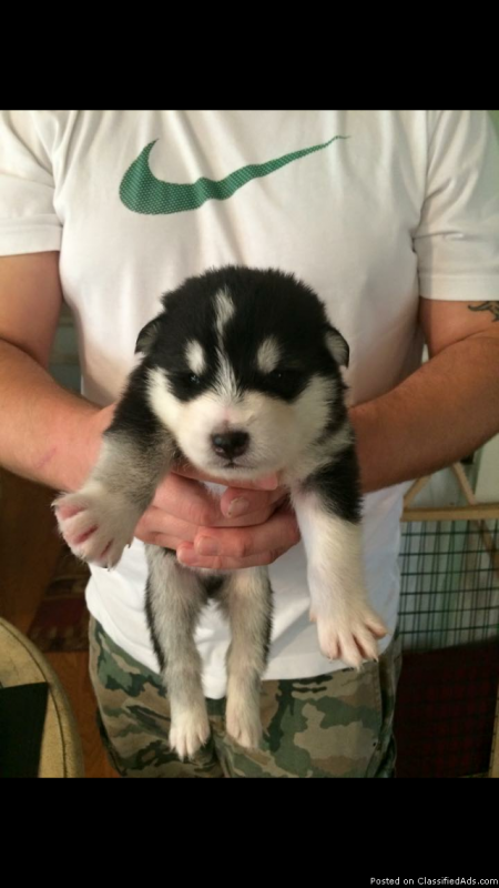 Alaskan Malamute Puppies for adoption Image eClassifieds4u