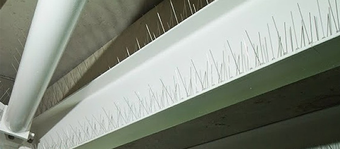 Bird proofing Solutions in India Image eClassifieds4u