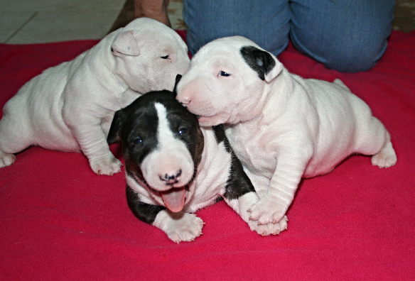 Blue Staffordshire Bull Terrer Stud Image eClassifieds4u