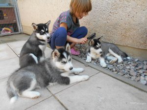Charming Blue Eyes Siberian Husky Puppies available for pick up or delivery Image eClassifieds4u