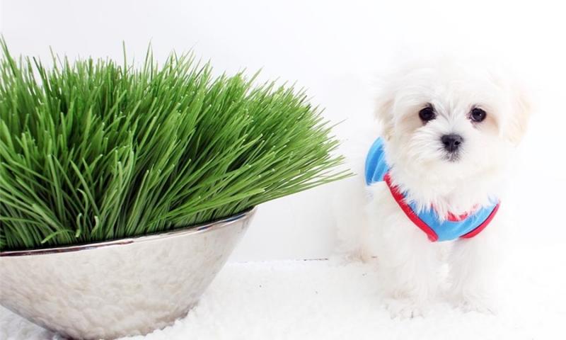 Cute Yorkie puppies Image eClassifieds4u