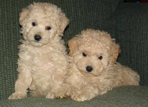 F2 Goldendoodles Puppies 2 Black Girls Left Reduce Image eClassifieds4u