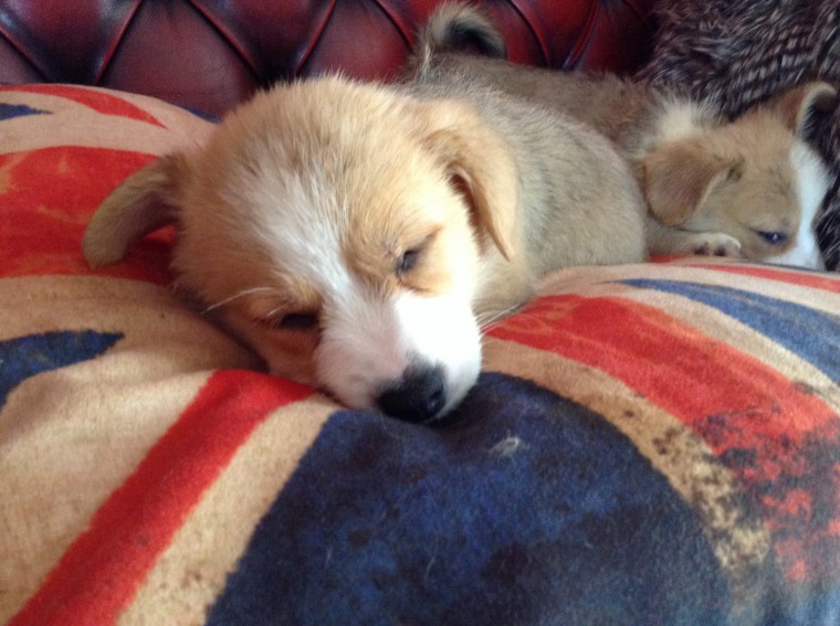 Male/Female Pembroke Welsh Corgi puppies for Re-homing Image eClassifieds4u